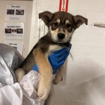 Husky and Shepherd Dogs Available for Adoption in Edinburg, Texas - Trey | PetCurious