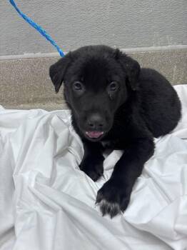 Labrador Retriever and Belgian Shepherd Malinois Dogs Available for Adoption in Las Vegas, Nevada - RUSSO | PetCurious