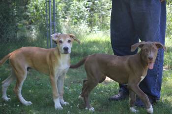 Rescue Great Dane and Yellow Labrador Retriever Dogs for Adoption in Hayward, Wisconsin - Rumble | PetCurious