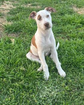 Shepherd and Pit Bull Terrier Dogs Available for Adoption in Broken Arrow, Oklahoma - Mabel | PetCurious