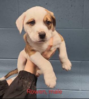 American Bully Dogs Available for Adoption - Rowen | PetCurious