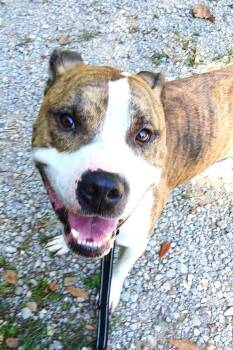 Rescue Terrier Dogs for Adoption in Pegram, Tennessee - PHANTOM | PetCurious