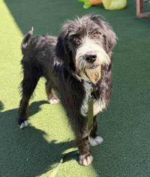 Old English Sheepdog and Labrador Retriever Dogs Available for Adoption in Fruit Heights, Utah - Kazoo | PetCurious