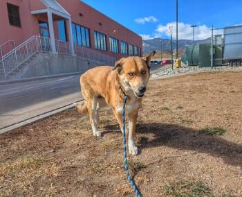 Great Pyrenees and Siberian Husky Dogs Available for Adoption - BELLE | PetCurious