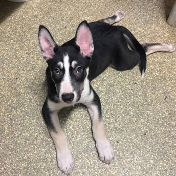 IVHS-Stray-143685 -  Husky Dog for Adoption in San Gabriel, California - IVHS-Stray-143685 | PetCurious