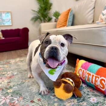 Siggy Smalls Certified Chunk -  English Bulldog and American Bully Dog for Adoption in Friendswood, Texas - Siggy Smalls Certified Chunk | PetCurious
