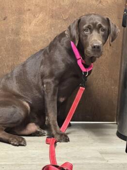 Debbie-Not Accepting Applications Yet -  Chocolate Labrador Retriever Dog for Adoption in Medina, Ohio - Debbie-Not Accepting Applications Yet | PetCurious