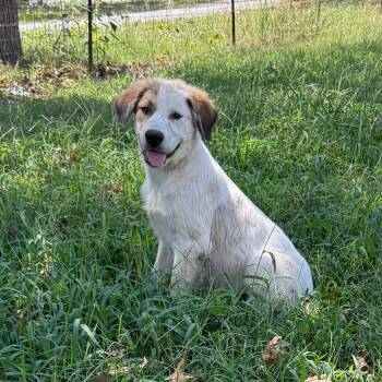 Polar -  Labrador Retriever and Retriever Dog for Adoption in Little Rock, Arkansas - Polar | PetCurious