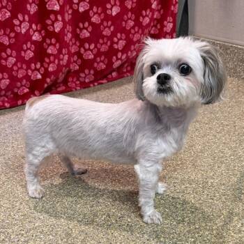 Cutie Pie -  Shih Tzu Dog for Adoption in Eureka, California - Cutie Pie | PetCurious