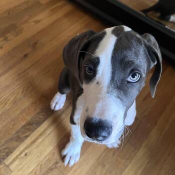 Great Dane Dogs Available for Adoption in Torrance, California - Raven | PetCurious