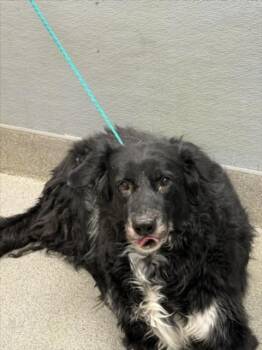 BRYCE -  Border Collie and Mixed Breed Dog for Adoption in Las Vegas, Nevada - BRYCE | PetCurious