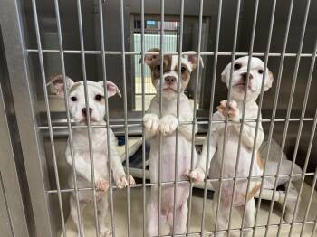 Posie -  French Bulldog and Pit Bull Terrier Dog for Adoption in Kalamazoo, Michigan - Posie | PetCurious