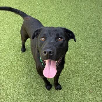 Magnet -  Black Labrador Retriever Dog for Adoption in Greensboro, North Carolina - Magnet | PetCurious