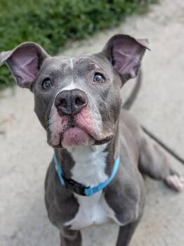 Baby Bell -  Mixed Breed Dog for Adoption in Cincinnati, Ohio - Baby Bell | PetCurious