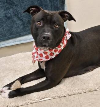 Ruby -  Mixed Breed Dog for Adoption in Hamilton, Ohio - Ruby | PetCurious