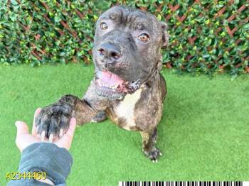 SEBASTIAN -  Mixed Breed Dog for Adoption in West Palm Beach, Florida - SEBASTIAN | PetCurious