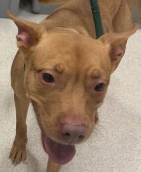 Pit Bull Terrier and Mixed Breed Dogs Available for Adoption - Balencia | PetCurious