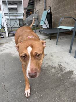 Carrot -  Pit Bull Terrier Dog for Adoption in Ashland, Virginia - Carrot | PetCurious