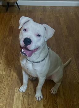 Cody -  Pit Bull Terrier Dog for Adoption in Pleasant Hill, California - Cody | PetCurious