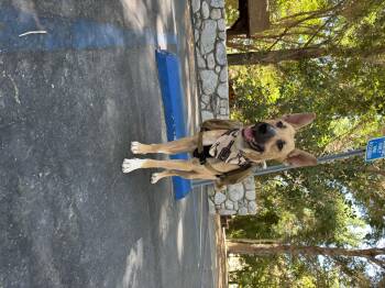 Rescue German Shepherd Dog Dogs for Adoption in Claremont, California - Charm | PetCurious