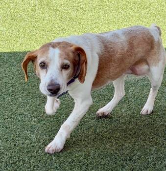 Marigold -  Beagle Dog for Adoption in Columbia, Illinois - Marigold | PetCurious