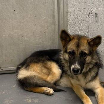Billyjean -  German Shepherd Dog Dog for Adoption in Kingman, Arizona - Billyjean | PetCurious