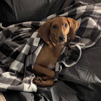 Dolly -  Redbone Coonhound Dog for Adoption in Lynchburg, Virginia - Dolly | PetCurious