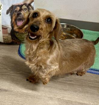 Abby -  Wirehaired Dachshund Dog for Adoption in Chickasha, Oklahoma - Abby | PetCurious