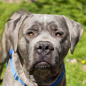 Cane Corso Dogs Available for Adoption in Middletown, Rhode Island - Waylon | PetCurious