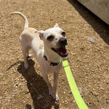 Mixed Breed Dogs Available for Adoption in Bentonville, Arkansas - Lucy | PetCurious