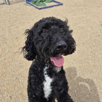 Labrador Retriever and Poodle Dogs Available for Adoption in Sierra Vista, Arizona - Star | PetCurious