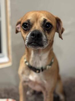 Rescue Pug and Chihuahua Dogs for Adoption in Piedmont, Oklahoma - Steven | PetCurious