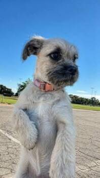 Terrier and Pug Dogs Available for Adoption in Santa Rosa, California - Nichole | PetCurious