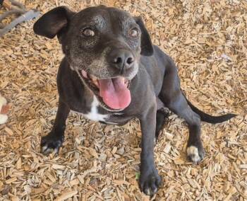 MISSY -  Pit Bull Terrier and Mixed Breed Dog for Adoption in Albuquerque, New Mexico - MISSY | PetCurious