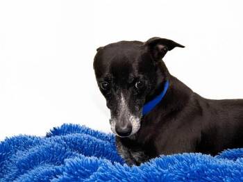 Chihuahua and Mixed Breed Dogs Available for Adoption in Fort Lauderdale, Florida - MILIKI | PetCurious