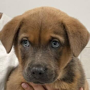Timberlake -  Chow Chow and Shepherd Dog for Adoption in Calverton, New York - Timberlake | PetCurious