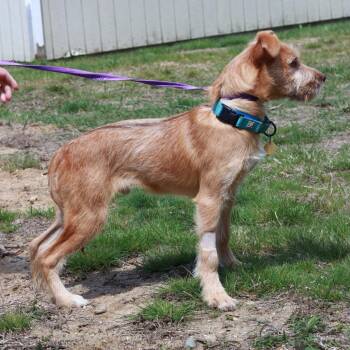 Mixed Breed Dogs Available for Adoption in Eastford, Connecticut - CT Jude | PetCurious