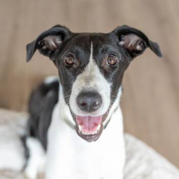 Rescue Border Collie Dogs for Adoption in Scottsdale, Arizona - Stella | PetCurious