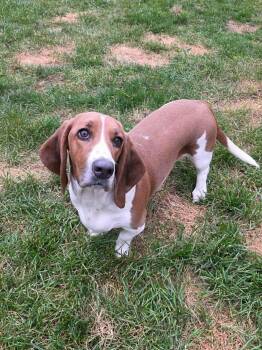 Baylor -  Basset Hound Dog for Adoption in Brookville, Ohio - Baylor | PetCurious