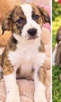 ARTHUR -  Australian Shepherd and Hound Dog for Adoption in Margate, Florida - ARTHUR | PetCurious
