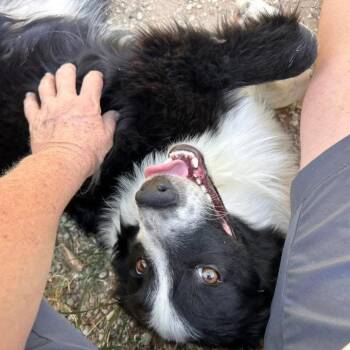 Judd -  Australian Shepherd Dog for Adoption in Allen, Texas - Judd | PetCurious