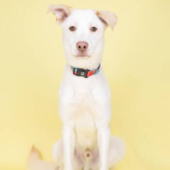 Mixed Breed Dogs Available for Adoption - Gumbo | PetCurious