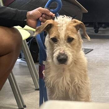 Mixed Breed Dogs Available for Adoption in Philadelphia, Pennsylvania - Slash | PetCurious