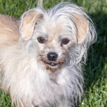Parson Russell Terrier and Mixed Breed Dogs Available for Adoption in St. Louis, Missouri - TOOTHPICK | PetCurious