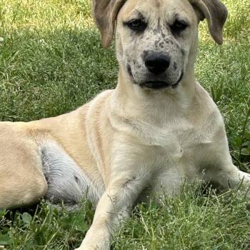 Catahoula Leopard Dog Dogs Available for Adoption in Okolona, Mississippi - Freckles  | PetCurious