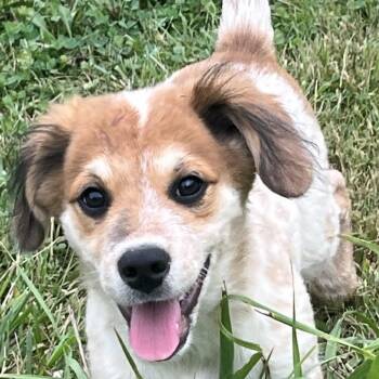 Comic Pup: Fred -  Beagle and Boxer Dog for Adoption in Falls Church, Virginia - Comic Pup: Fred | PetCurious