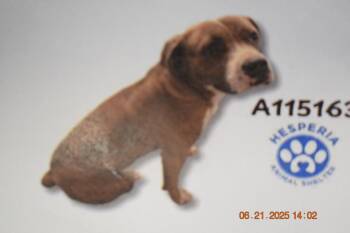 Rescue Pit Bull Terrier Dogs for Adoption in Pahrump, Nevada - Christopher A115163 | PetCurious