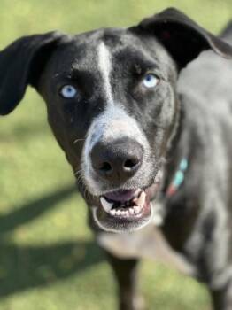 Rescue Pit Bull Terrier Dogs for Adoption in Indianapolis, Indiana - Prince Harry | PetCurious
