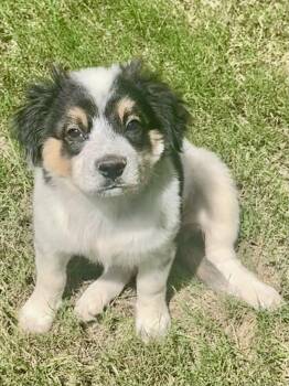 Francesca -  Australian Shepherd Dog for Adoption in Woodstock, Georgia - Francesca | PetCurious