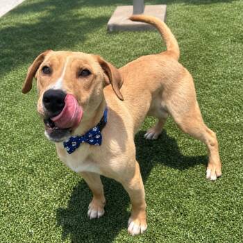 RAMSEY GS -  Labrador Retriever Dog for Adoption in Lucas, Texas - RAMSEY GS | PetCurious